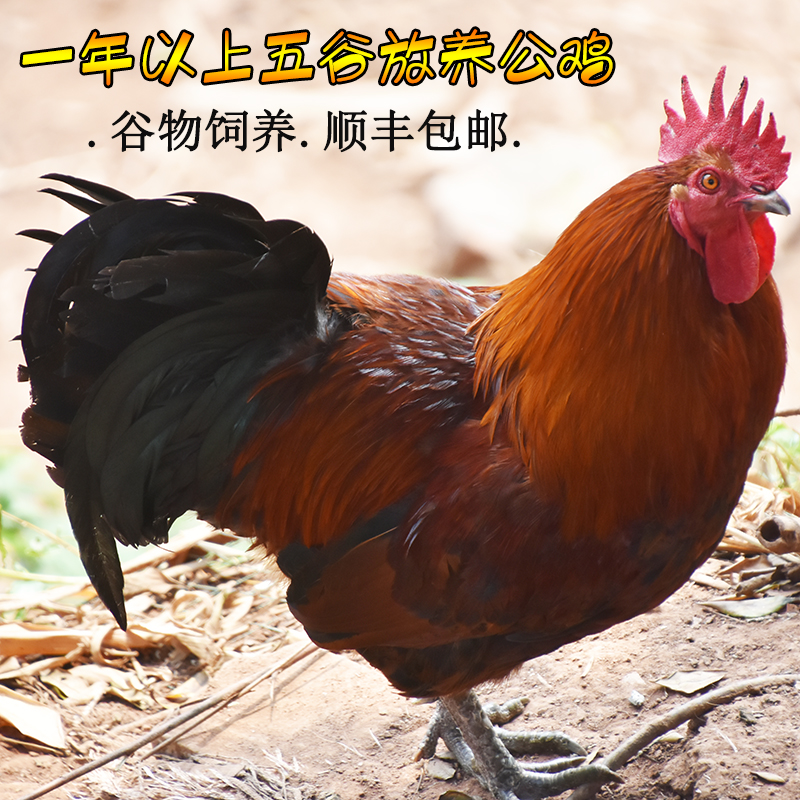 【小吴】正宗土公鸡农家散养一年以上草鸡乌鸡柴鸡现杀包邮