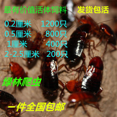 现货樱桃红蟑螂0.2--2cm，蜘蛛龙鱼变色龙豹纹守宫活体饲料包邮