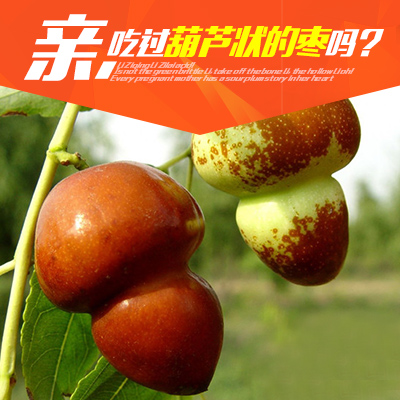 现摘特级葫芦枣猴头枣长红枣脆甜枣子孕妇新鲜应季水果精品100颗
