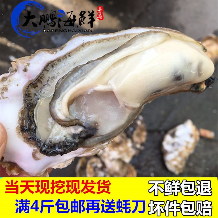 青岛鲜活海蛎子野生牡蛎新鲜生蚝海鲜水产品满4斤包邮
