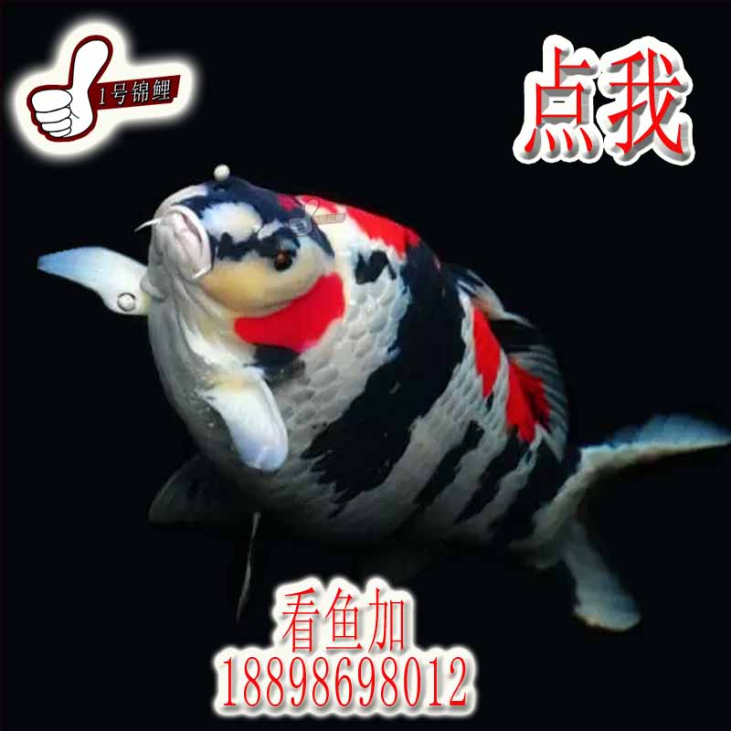 纯种精品进口日本锦鲤淡水观赏鱼活体红白写三色丹顶白写孔雀昭和