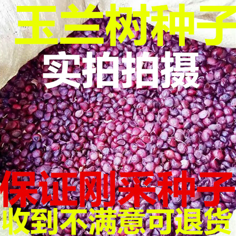 广玉兰白玉兰新种子 紫玉兰种子 黄玉兰树种子 辛夷树种子包邮
