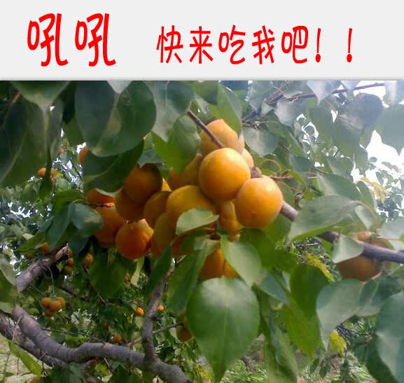现采2016新鲜水果 杏子 金太阳杏子麦黄杏菜籽黄杏 应季巴斗杏
