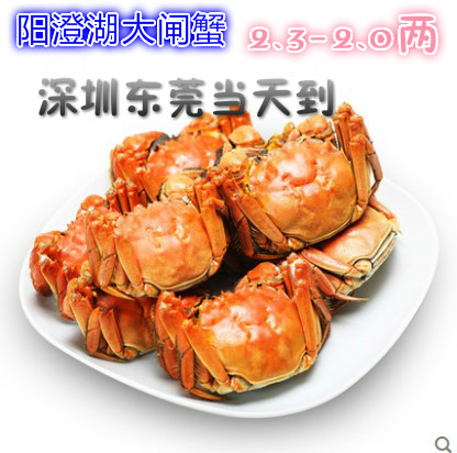 阳澄湖大闸蟹全母蟹套餐2.3-2.0两共10只装包邮广东发货