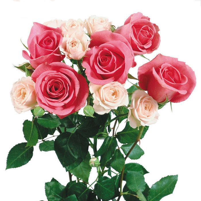 阳台盆栽玫瑰花种子播易种花卉种子法国玫瑰 已催芽出芽率高20粒