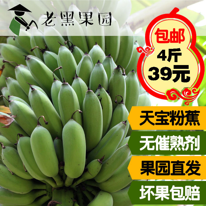 漳州农家天宝芭蕉纯天然新鲜青粉蕉香蕉水果生鲜米蕉批发包邮4斤