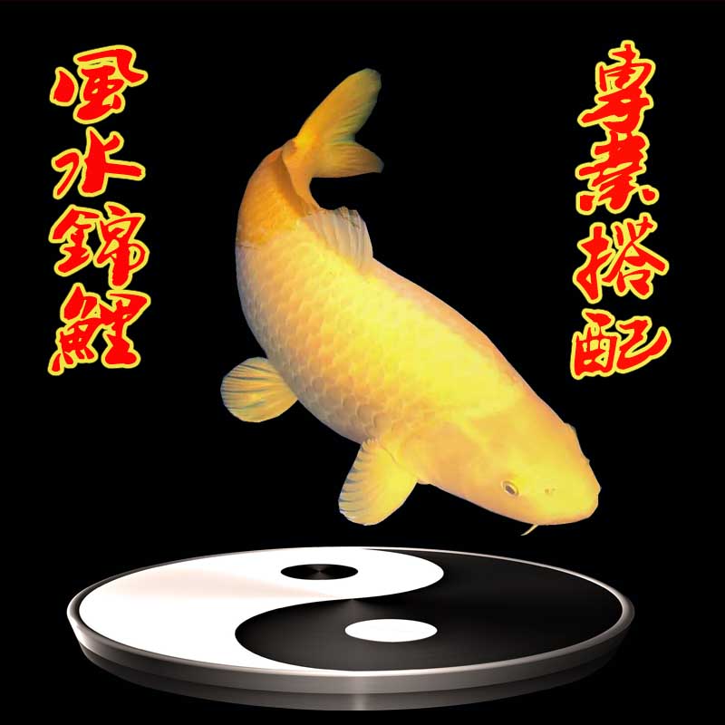 冷水观赏鱼 风水鱼 搭配日本锦鲤活体红白 昭和 黄金 丹顶 白写
