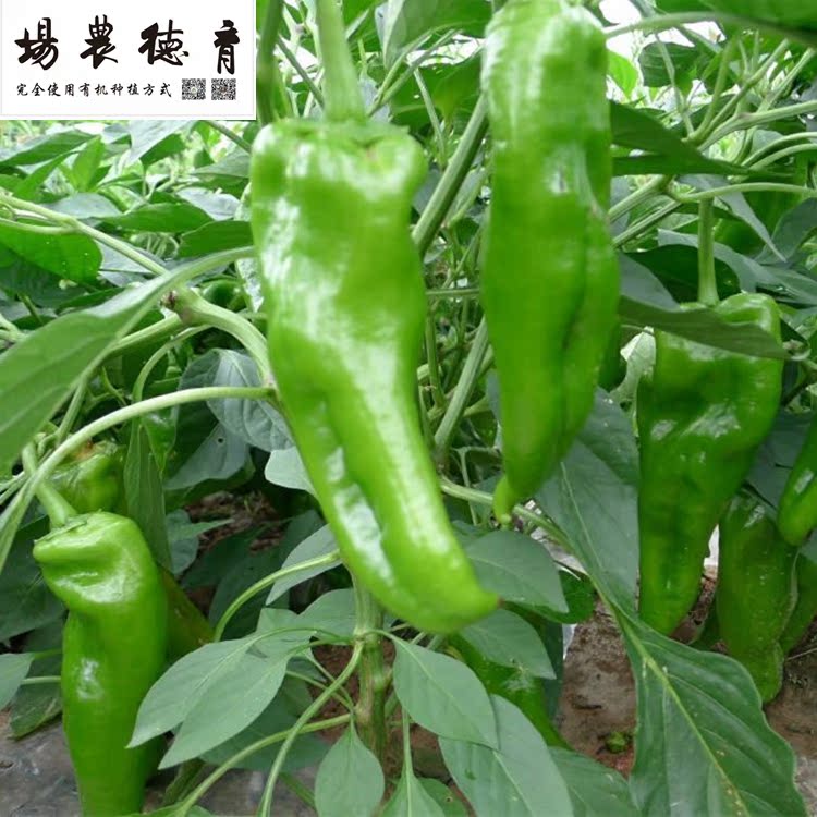 育德【有机青皮椒虎皮椒】500G 农场自产有机种植生鲜蔬菜 青椒