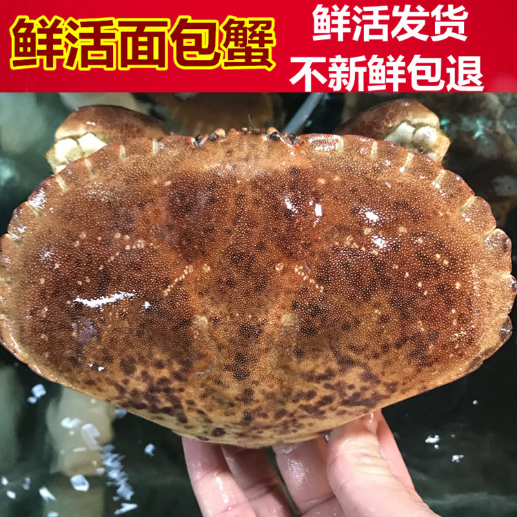 鲜活面包蟹新鲜大螃蟹野生海蟹满黄黄金蟹膏蟹进口海鲜水产品500g